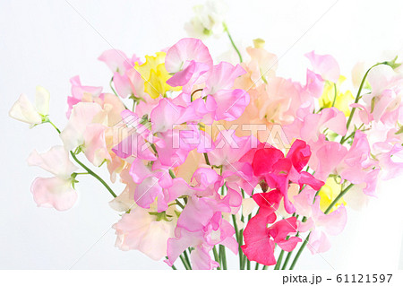 スイートピー 61121597