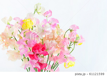 スイートピー 61121599