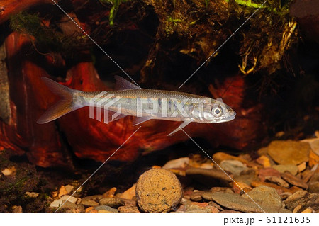 Senegal minnow Raiamas senegalensis in freshwater Senegal minnow Raiamas senegalensis in freshwater 61121635