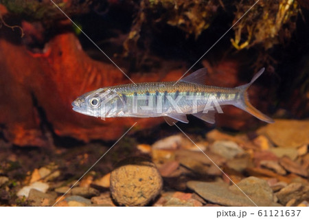 Senegal minnow Raiamas senegalensis in freshwater 61121637