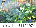 ブロッコリー 61121974