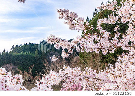 本郷の桜 奈良大宇陀 本郷の桜 奈良大宇陀 61122156
