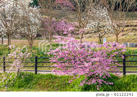 本郷の桜 奈良大宇陀 本郷の桜 奈良大宇陀 61122241