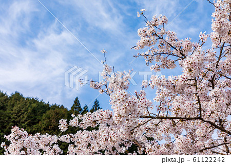 本郷の桜 奈良大宇陀 本郷の桜 奈良大宇陀 61122242