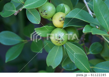 黄蕃石榴 キバンジロウ 別名ストロベリーグアバ 黄蕃石榴 キバンジロウ 別名ストロベリーグアバ 61122285