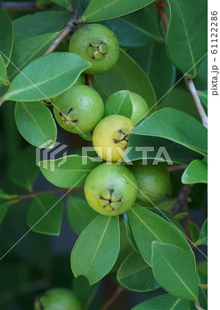 黄蕃石榴 キバンジロウ 別名ストロベリーグアバ 黄蕃石榴 キバンジロウ 別名ストロベリーグアバ 61122286