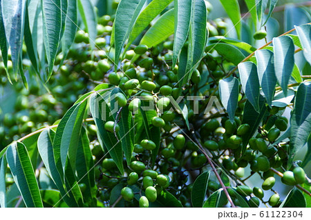 山黄櫨　ヤマハゼの若い実 61122304