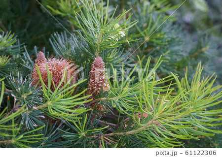 松のようなバンクシア　ジョーイキャンドル 61122306