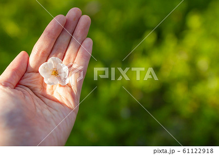 手のひらと桜 手のひらと桜 61122918