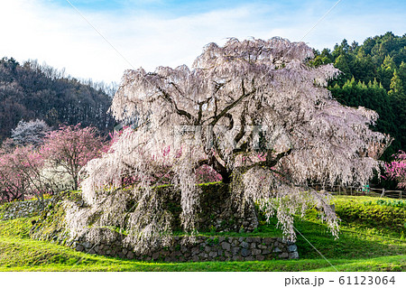 本郷の瀧桜 奈良県宇陀市 本郷の瀧桜 奈良県宇陀市 61123064