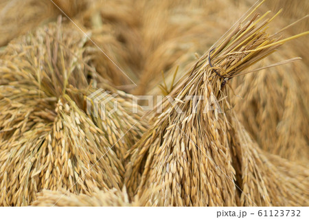 Dry paddy rice seed over ground against sunlight Dry paddy rice seed over ground against sunlight 61123732