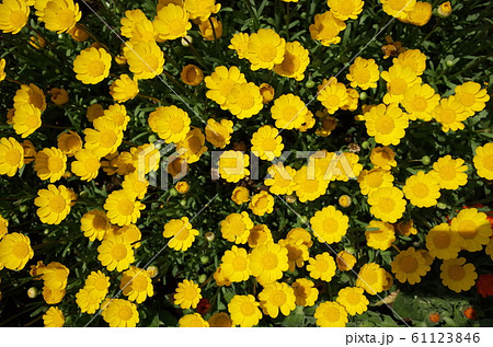 一面咲き乱れる花々 一面咲き乱れる花々 61123846