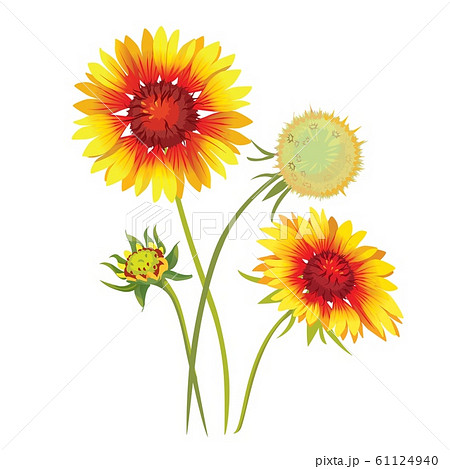 Gaillardia Pulchella Flower Beautiful Natural のイラスト素材