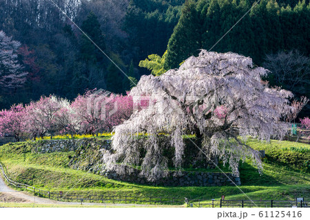 又兵衛桜 大宇陀本郷 61125416