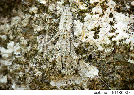 Praying Mantis on the rock in tropical forest. Mantis disguise or camouflage as a stone. Closeup and copy space. 61130088