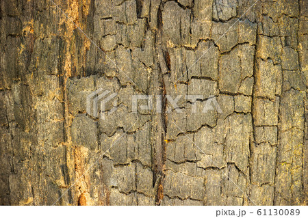 Burned wood texture background. Concept of nature conservation and global warming. Closeup and copy space. Burned wood texture background. Concept of nature conservation and global warming. Closeup and copy space. 61130089
