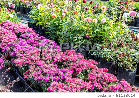 Sale of seedlings of different decorative flowers Sale of seedlings of different decorative flowers 61133614