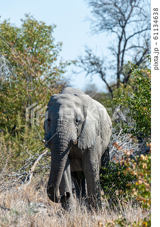 An African Elephant Emerging from the Bushes An African Elephant Emerging from the Bushes 61134638