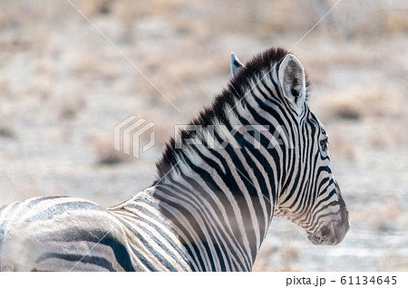Burchell zebra -Equus quagga burchelli- Grazing on the plains of Etosha 61134645