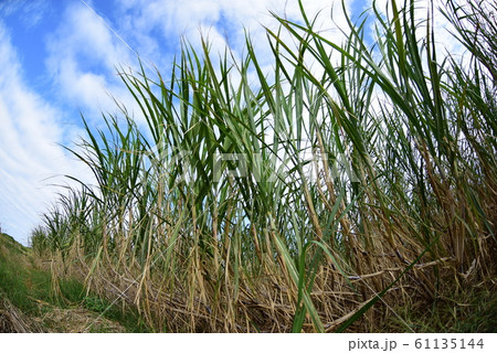 波照間島の世界 61135144