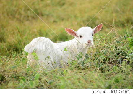 波照間島の世界 61135164