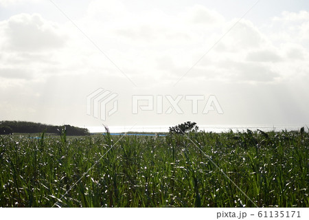 波照間島の世界 61135171