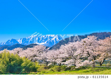 大山と豊房の桜並木 61135614