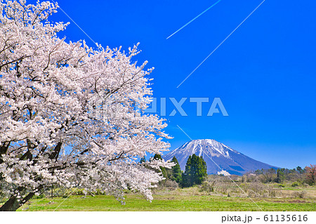 大山と岸本山の手通りの桜 61135616