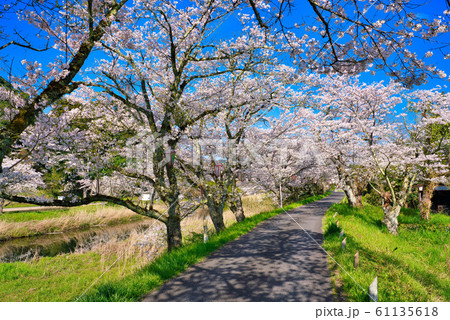 法勝寺川土手の桜並木の写真素材