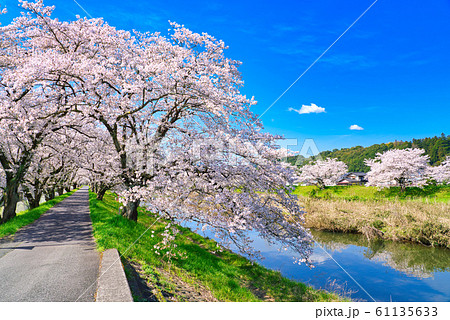 法勝寺川土手の桜並木 法勝寺川土手の桜並木 61135633