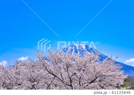 大山と番原公園の桜 大山と番原公園の桜 61135646