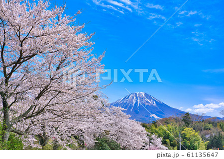 大山と番原公園の桜 大山と番原公園の桜 61135647