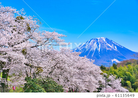 大山と番原公園の桜 61135649