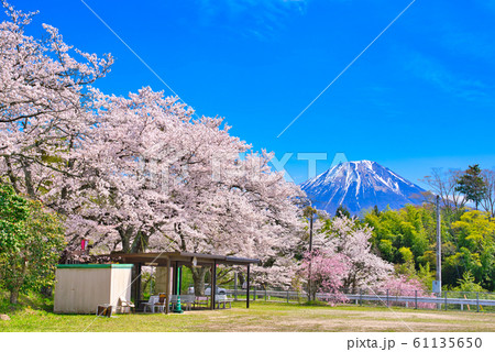 大山と番原公園の桜 61135650