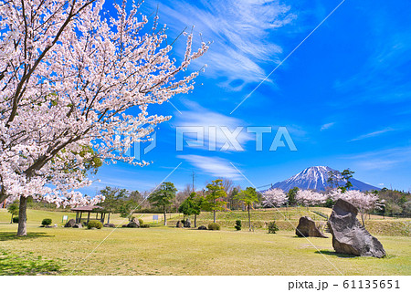 桜と大山と伯耆町総合スポーツ公園 桜と大山と伯耆町総合スポーツ公園 61135651