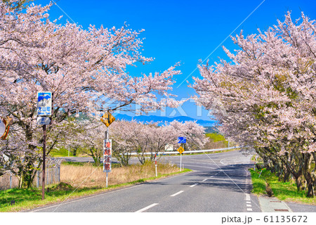 大山町豊房の桜並木 61135672