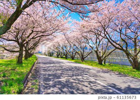 大山町豊房の桜並木 61135673