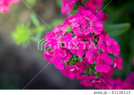 The background image of the colorful flowers The background image of the colorful flowers 61136115