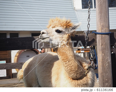 右を見つめるアルパカ 右を見つめるアルパカ 61136166