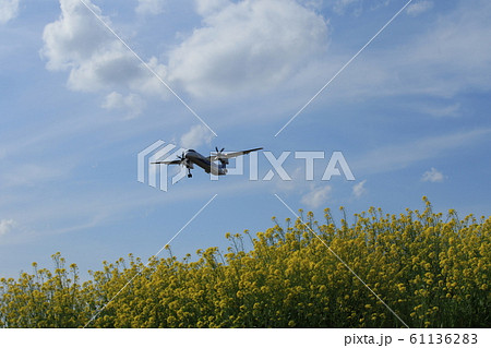 飛行機 菜の花 飛行機 菜の花 61136283