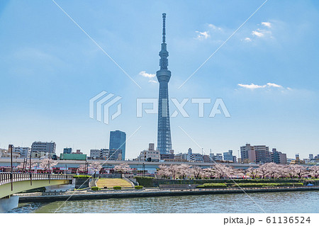 【スカイツリー　桜橋】 61136524