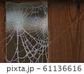 Frosted Spiders Web 61136616