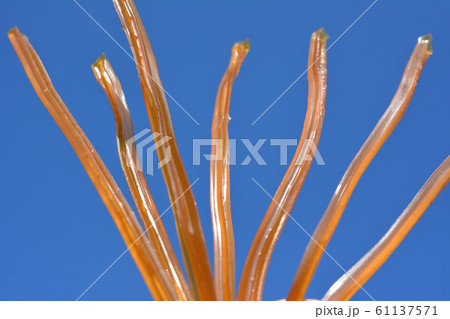 棒状のニカワ、膠、和膠、画材、接着剤、イメージ素材、青空背景 棒状のニカワ、膠、和膠、画材、接着剤、イメージ素材、青空背景 61137571