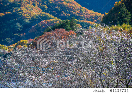 　高窓の里　冬桜　本庄市児玉町小平付近 61137732