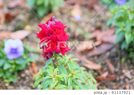 キンギョソウの花 キンギョソウの花 61137921
