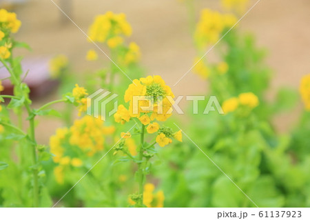 菜の花咲いた 菜の花咲いた 61137923
