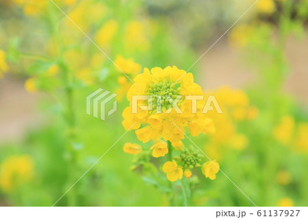 菜の花咲いた 菜の花咲いた 61137927