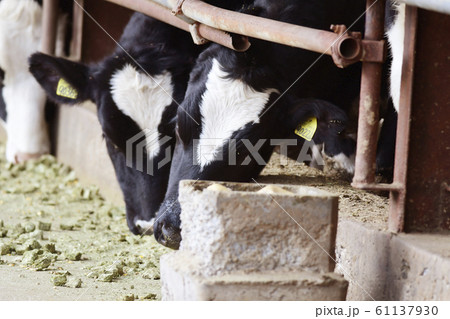 牛 丑 丑年 牧場 ホルスタイン 乳牛 飼育 牛舎 畜産 家畜 動物 干支 十二支 牛 丑 丑年 牧場 ホルスタイン 乳牛 飼育 牛舎 畜産 家畜 動物 干支 十二支 61137930