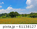 鹿児島のひまわり畑 61138127