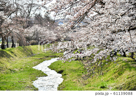 福島県猪苗代町 観音寺川の桜 福島県猪苗代町 観音寺川の桜 61139088